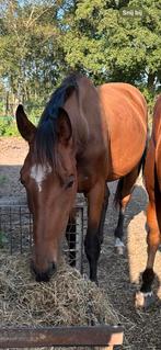 3 jarige grote bruine Golddigger merrie, Dieren en Toebehoren, Paarden en Pony's | Dekhengsten en Fokmerries, Merrie