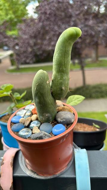 Penis cactussen beschikbaar voor biedingen