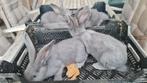 Blauwe Vlaamse Reus man - vrouw, Dieren en Toebehoren, Konijnen, Meerdere dieren, Groot
