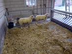 Schapen dekram, Dieren en Toebehoren, Schapen, Geiten en Varkens, Mannelijk, Schaap