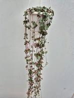 Ceropegia woodii p14, Huis en Inrichting, Kamerplanten, Ophalen of Verzenden, Halfschaduw, Minder dan 100 cm
