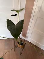 Alocasia Zebrina met mooie pot, Huis en Inrichting, Kamerplanten, Ophalen, Overige soorten, Halfschaduw, In pot