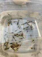 Garnalen mixed colors, Dieren en Toebehoren, Vissen | Aquariumvissen, Kreeft, Krab of Garnaal