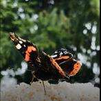 Te koop: supermooie witte vlinderstruiken, Vaste plant, Halfschaduw, Zomer, Ophalen