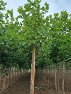 Liriodendron tulipifera amerikaanse tulpenbomen, Ophalen of Verzenden, Volle zon, Overige soorten