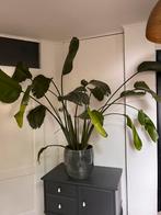 Strelitzia, Huis en Inrichting, Ophalen of Verzenden, Overige soorten