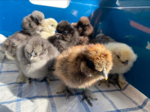 Zijdehoen kuikens, Dieren en Toebehoren, Pluimvee, Kip, Geslacht onbekend