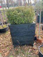 Plantenbak op wielen 80x80x140 cm inclusief ilex planten, Vierkant, Ophalen of Verzenden, Zo goed als nieuw, Balkon