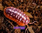 Armadillidium xerovunense Red Edge isopods (ZELDZAAM), Overige soorten