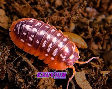 Armadillidium xerovunense Red Edge isopods (ZELDZAAM) beschikbaar voor biedingen