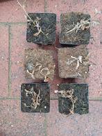 6x Artemisia ludoviciana 'Valerie Finnis' - Zilverblad, Ophalen, Bodembedekkers, Volle zon, Vaste plant