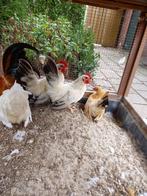 Zuiverras Chabo kip (haantjes), Dieren en Toebehoren, Pluimvee, Mannelijk, Kip