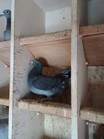 Zwarte doffer 2025, Mannelijk, Postduif