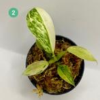 Philodendron Billietiae x José B., Huis en Inrichting, Verzenden, Halfschaduw, Minder dan 100 cm