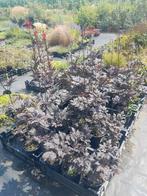 Actaea simplex 'Pink Spike' - Zilverkaars - €6,50, Overige soorten, Vaste plant, Ophalen of Verzenden, Halfschaduw