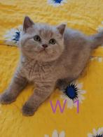 Britse shortair  8 weken, Dieren en Toebehoren, Katten en Kittens | Raskatten | Korthaar, Kater, Ontwormd