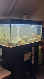 Aquarium 1 meter 250 liter gaat weg stoppen met hobbie, Dieren en Toebehoren, Vissen | Aquaria en Toebehoren, Ophalen, Gevuld zoetwateraquarium