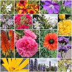 Kwekerij tuincentrum tuinplanten bomen Hagen Struiken, Overige soorten, Vaste plant, Ophalen of Verzenden, Halfschaduw