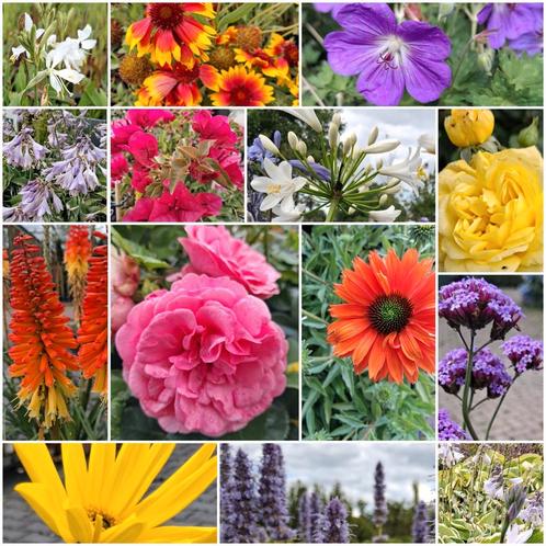 Kwekerij tuincentrum tuinplanten bomen Hagen Struiken, Tuin en Terras, Planten | Tuinplanten, Vaste plant, Overige soorten, Halfschaduw