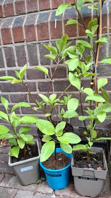 Plant van God, Gynura procumbens, Leaves of the Gods beschikbaar voor biedingen