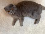 Britse korthaar te koop, Poes, 3 tot 5 jaar