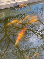 Koi karpers, Karper of Koi