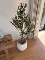 Olijfboom in pot nieuw, Ophalen, Nieuw