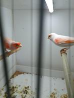 Kanaries ( rood mozaiek ), Meerdere dieren