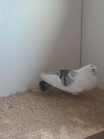 Palomas de clase, Dieren en Toebehoren, Meerdere dieren, Overige soorten