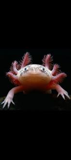 Axolotls opvang, Dieren en Toebehoren, Vissen | Aquariumvissen