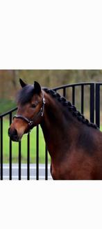 Spaanse ruin, E pony, men paard, Recreatiepaard, Gechipt, Minder dan 160 cm, Ruin