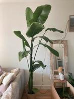 Paradijsvogelplant (Strelitzia nicolai), Huis en Inrichting, Kamerplanten, Ophalen, Overige soorten, 200 cm of meer