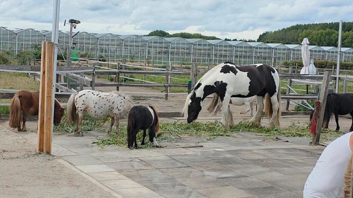 Nog 1 plek vrij op ons paradijsje, Dieren en Toebehoren, Stalling en Weidegang, Stalling, Weidegang, 1 paard of pony