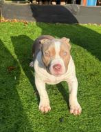 AMERICAN BULLY POCKET – PUPS TE KOOP, Dieren en Toebehoren, Rabiës (hondsdolheid), Overige rassen, 8 tot 15 weken, Meerdere