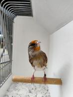 Bastaard putter, Dieren en Toebehoren, Vogels | Overige Vogels, Wildzangvogel, Geringd