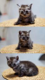 Britse langhaar X europese korthaar kittens, Dieren en Toebehoren, Katten en Kittens | Raskatten | Langhaar, Meerdere dieren, Met stamboom