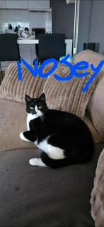 Nosey 2 jaar oud, Dieren en Toebehoren, Poes