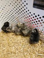Zijdehoen kuikens te koop, Dieren en Toebehoren, Pluimvee, Geslacht onbekend, Kip