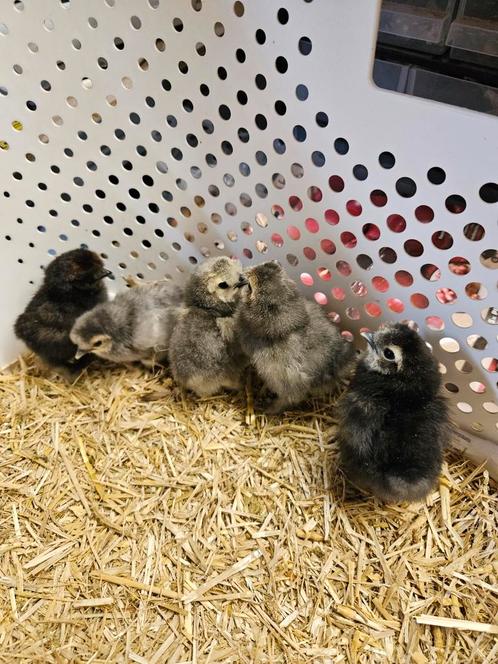 Zijdehoen kuikens te koop, Dieren en Toebehoren, Pluimvee, Kip, Geslacht onbekend