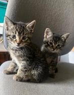 Cyperse kittens katers, Kater, Kortharig, 0 tot 2 jaar