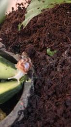 Slakken reuzenslak Achatina reticulata albino, Dieren en Toebehoren, Reptielen en Amfibieën, Overige soorten, Tam, 0 tot 2 jaar
