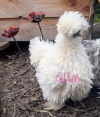 Broedeieren krulveer USA zijdehoen zijdehoenders kippen, Dieren en Toebehoren, Pluimvee, Kip