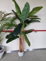 Grote Palm in Pot (NEP!), Huis en Inrichting, Kamerplanten, Ophalen, Palm, Halfschaduw, In pot