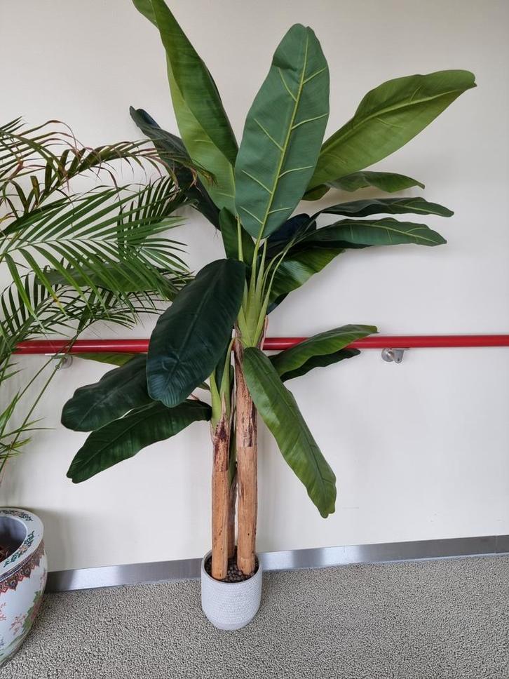 Grote Palm in Pot (NEP!), Huis en Inrichting, Kamerplanten, Palm, 150 tot 200 cm, Groene kamerplant, Halfschaduw, In pot, Ophalen