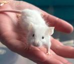 Gratis witte man muis met zwarte ogen, voor een goed huisje, Maart, Mannelijk, Muis