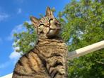 Lieve kater zoekt huis, Dieren en Toebehoren, Katten en Kittens | Overige Katten, Kater