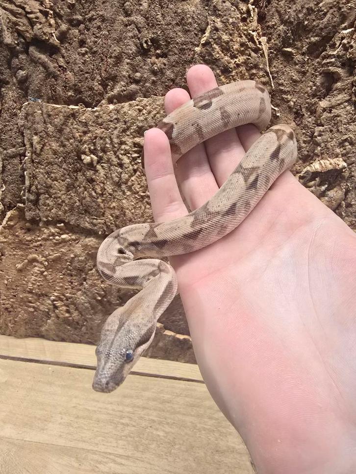 Boa constrictor imperator, Dieren en Toebehoren, Reptielen en Amfibieën, Slang