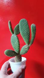 Cactus Opuntia zonder stekels 3, Huis en Inrichting, Kamerplanten, Ophalen of Verzenden, Minder dan 100 cm, In pot, Cactus
