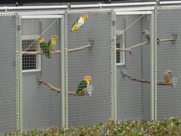 3-3 Witbuik/Roestkop-caique/papegaaien. beschikbaar voor biedingen