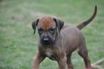 Prachtige Rhodesian Ridgeback pups met stamboom, Parvo, Overige rassen, 8 tot 15 weken, Meerdere